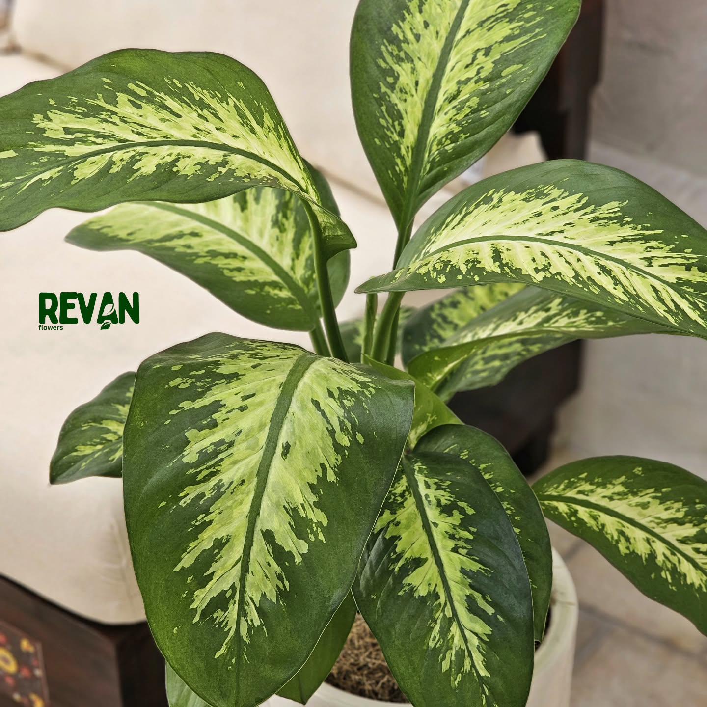 Dieffenbachia Tropic Snow indoor plant with variegated green and white leaves