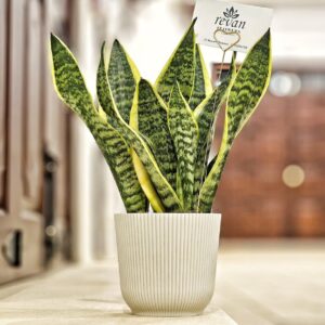 Sansevieria plant in a modern white pot