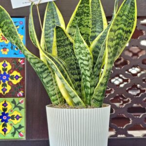 Sansevieria plant in a modern white pot