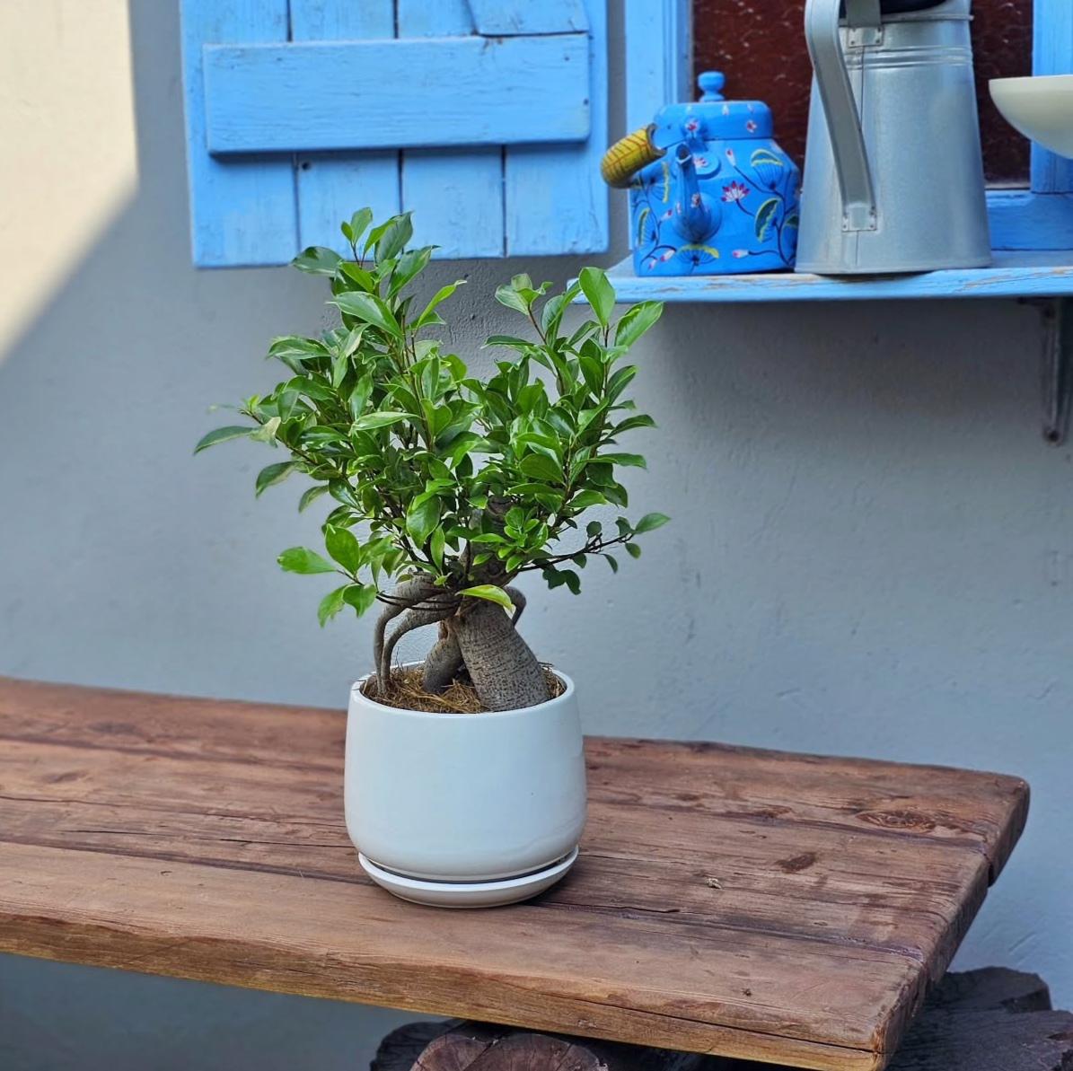 Premium Indoor Bonsai Plant for Modern Home Decor Bahrain