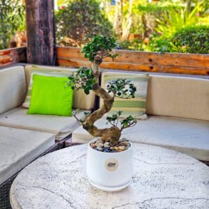 Ficus Bonsai S shape in Decorative Pot