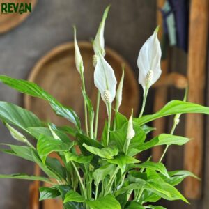 Spathiphyllum Peace Lily with white flowers in a stylish ceramic pot