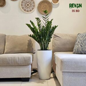 Zamia indoor plant with thick green leaves in a pot