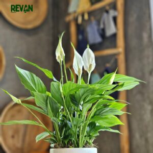 Spathiphyllum Peace Lily with white flowers in a stylish ceramic pot