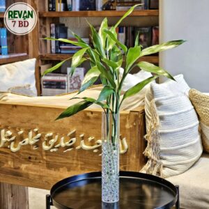 Lucky Bamboo plant in a clear glass vase