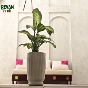 Dieffenbachia Tropic Snow indoor plant with variegated green and white leaves