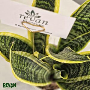 Sansevieria plant in a modern white pot