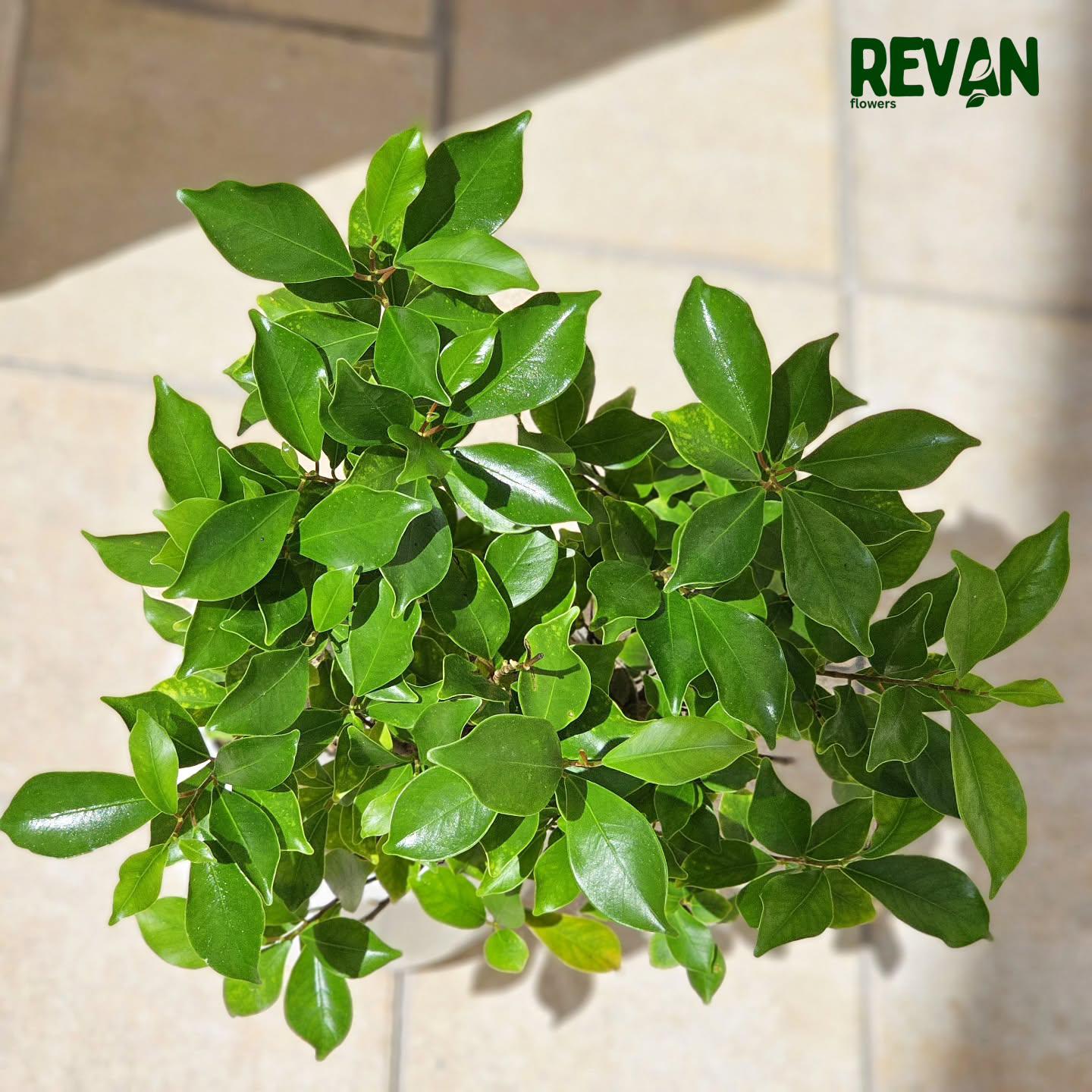 Premium Indoor Bonsai Plant for Modern Home Decor Bahrain