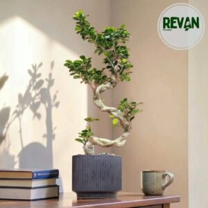 Ficus Ginseng Bonsai Plant in a Ribbed Black Pot by Revan Flowers