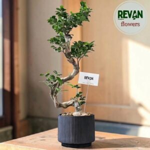 Ficus Ginseng Bonsai Plant in a Ribbed Black Pot by Revan Flowers
