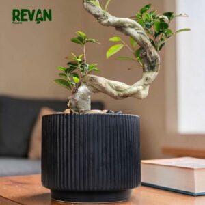Ficus Ginseng Bonsai Plant in a Ribbed Black Pot by Revan Flowers